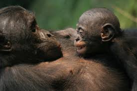 bonobos 2